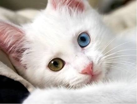 meww