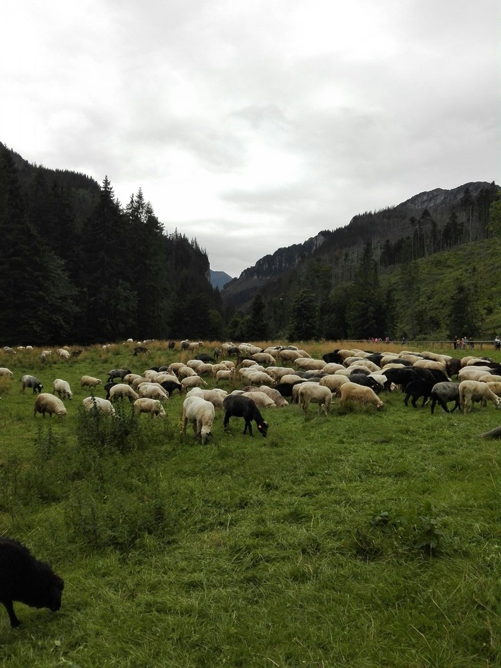 Sheep