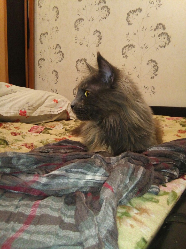 я смотрю