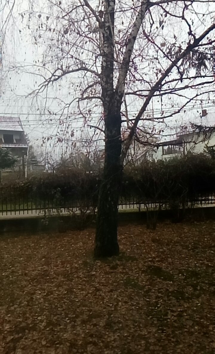 my back yard