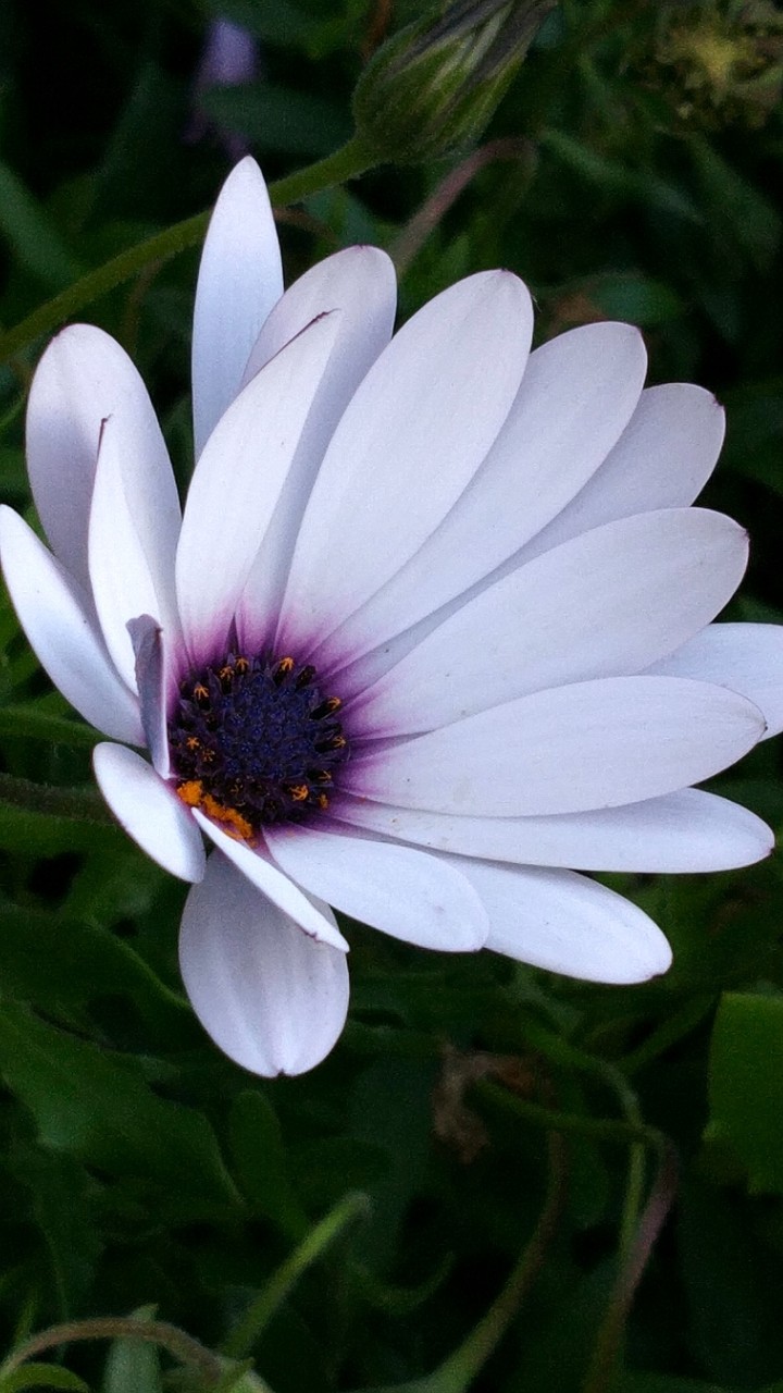 White Daisy