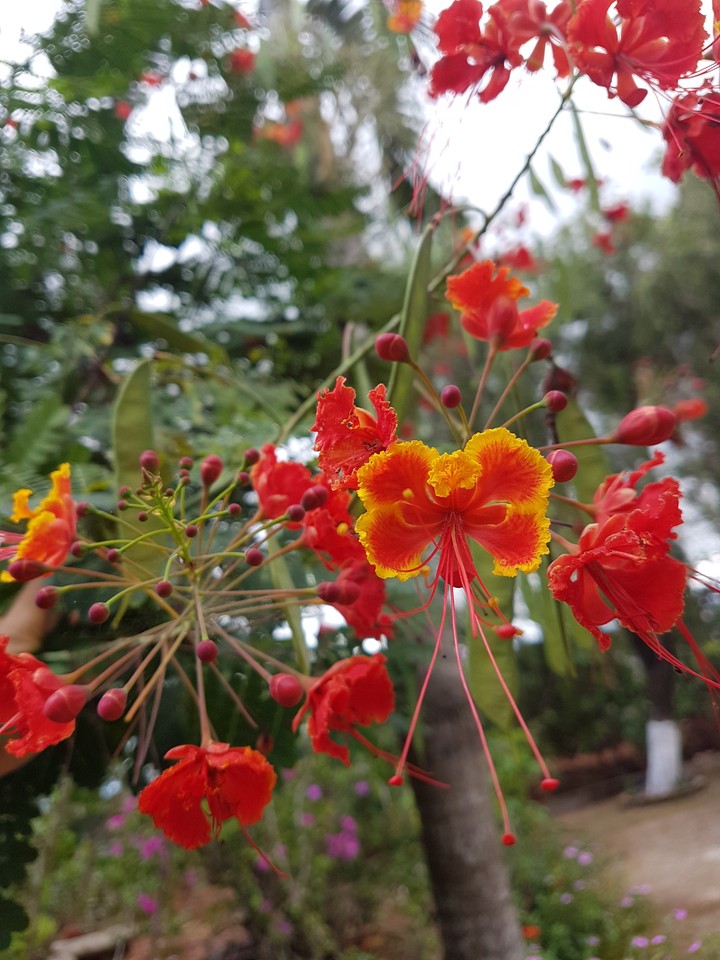 flowers