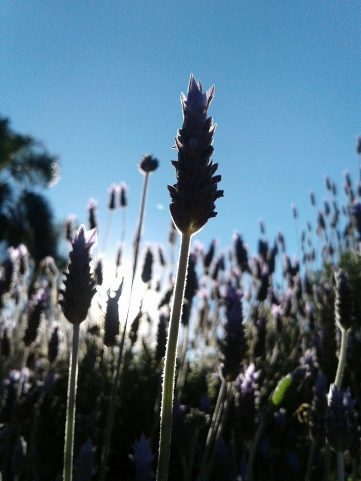 Lavender plants at sunset.