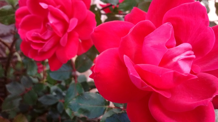 Mother's Roses
