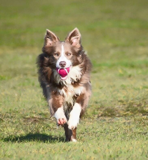 If It's Not A Broder Collie iIt's Just A Dog