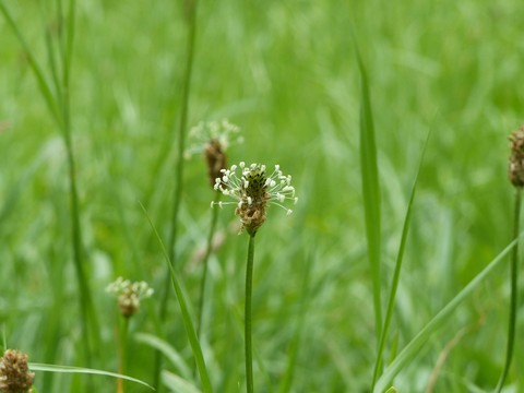 Blumen