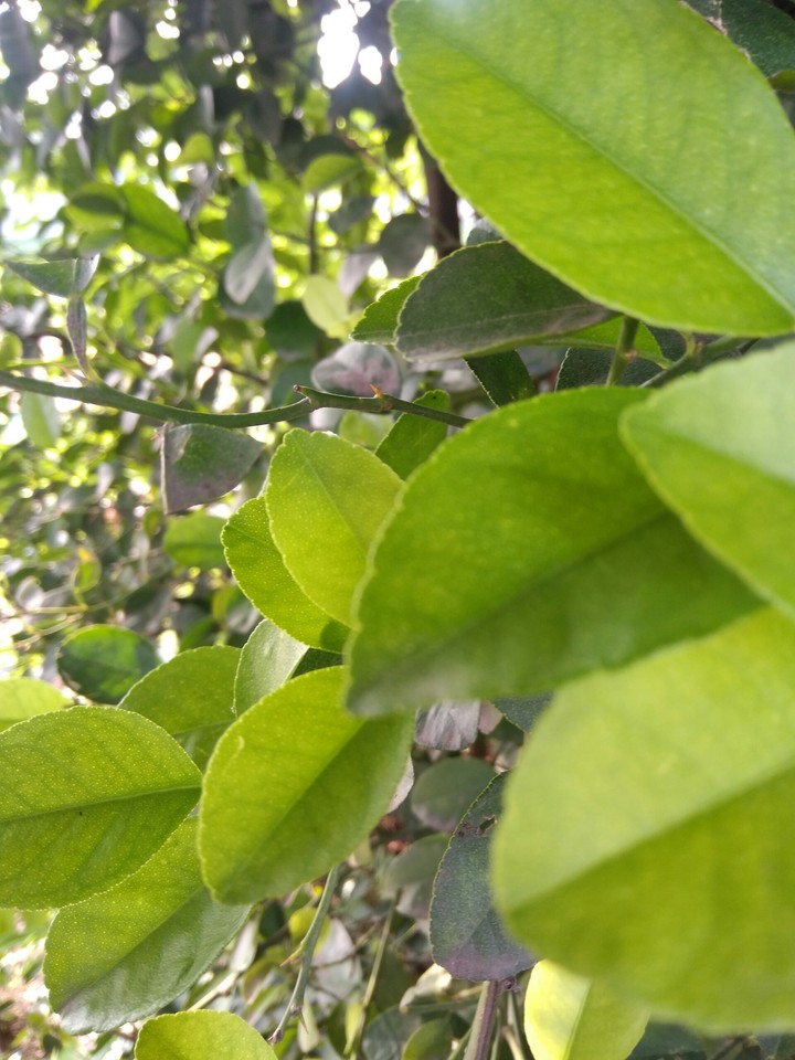 leaf