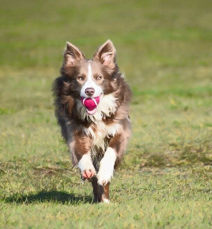 If It's Not A Broder Collie iIt's Just A Dog