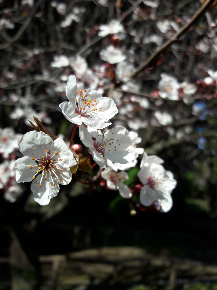 Spring!!