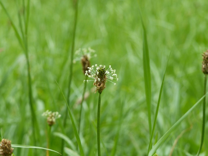 Blumen