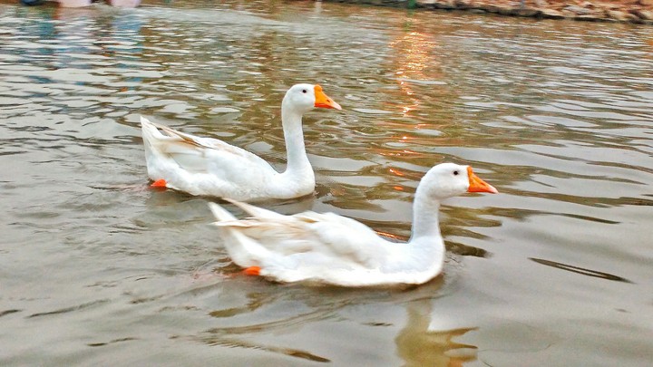 Swans