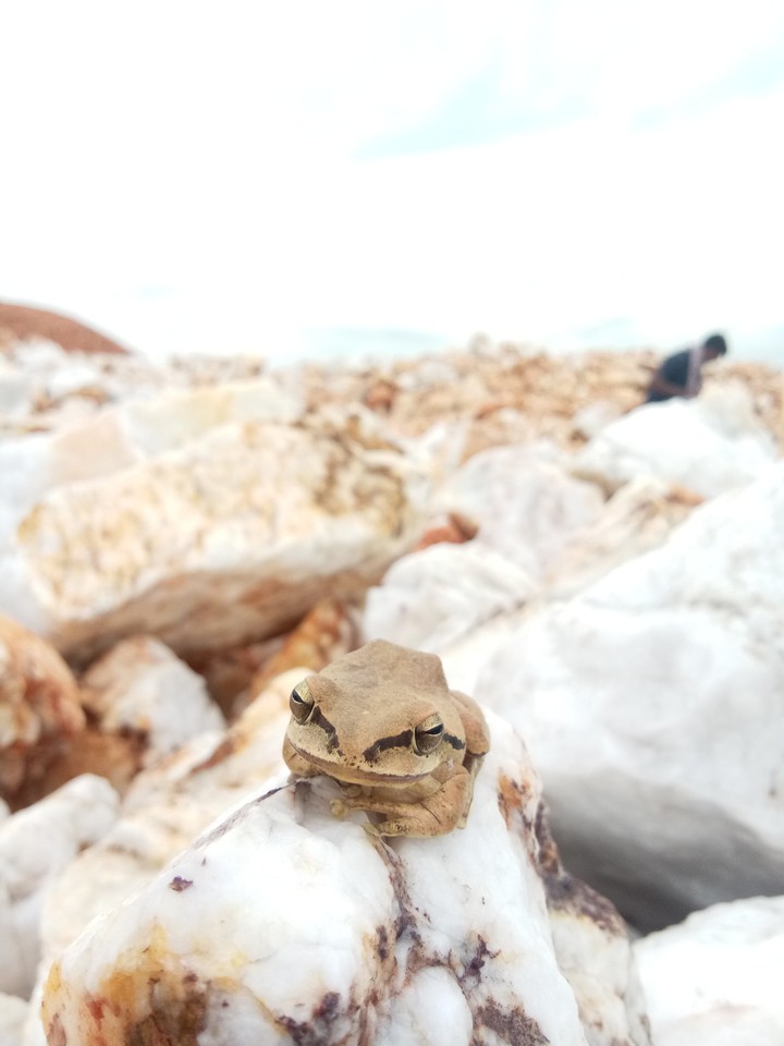 frog