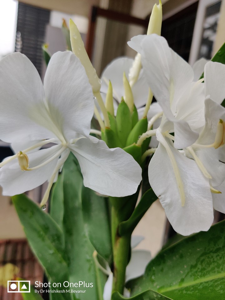 monsoon flowers
