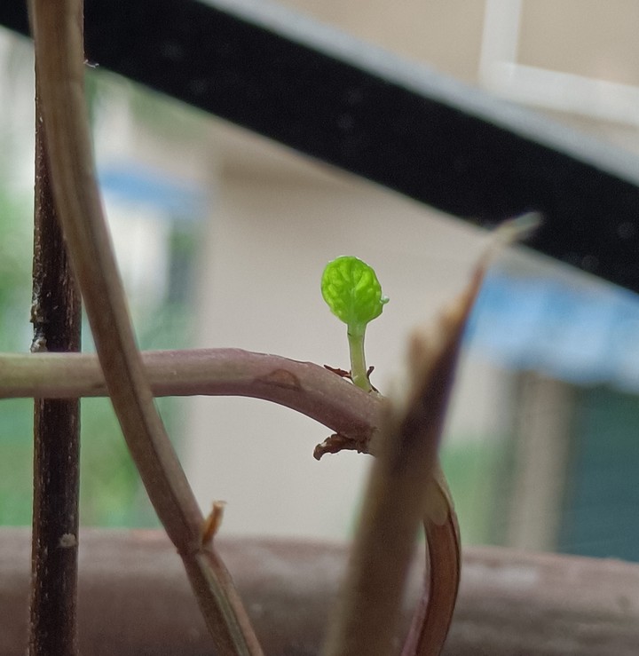 A new Life