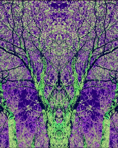psychodelic forest