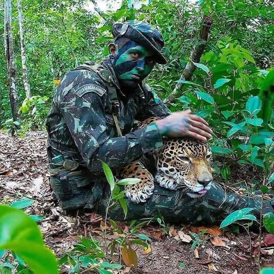 tiger with tiger