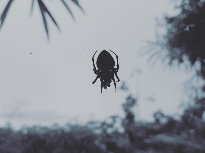aranha