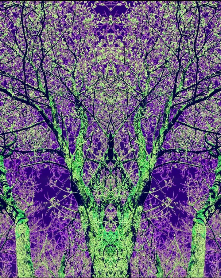 psychodelic forest