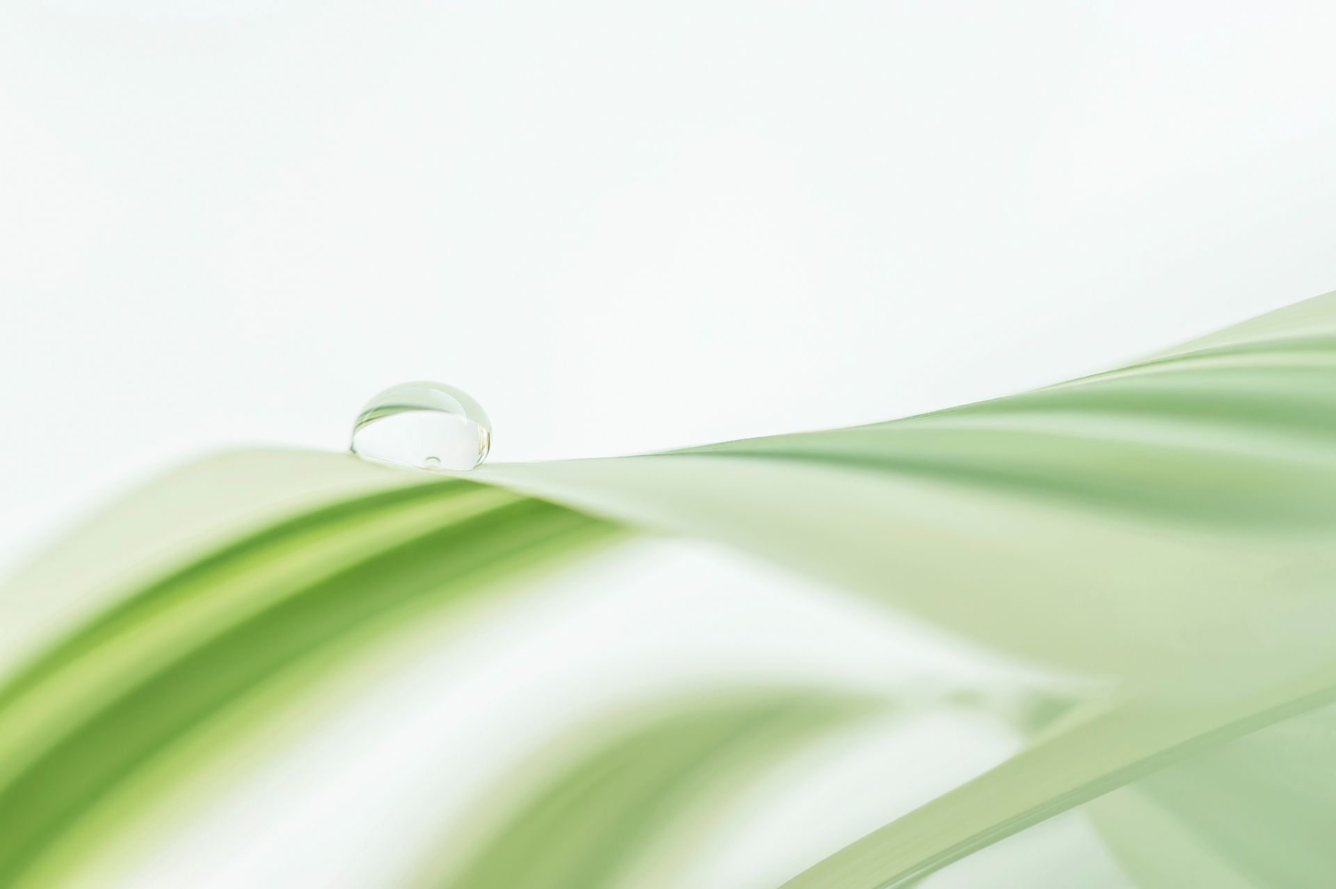 waterdrop on leaf