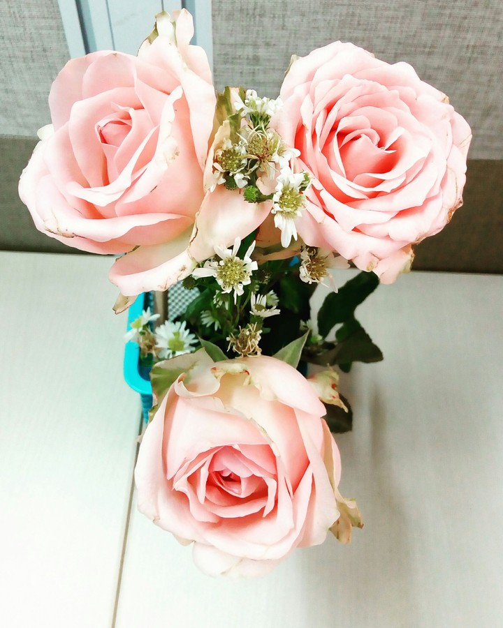 rose