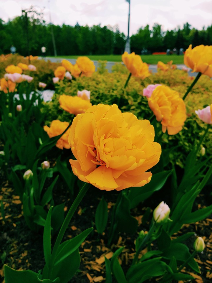 flowers