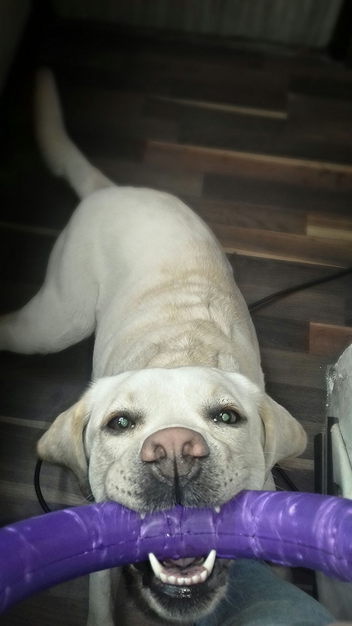 dog