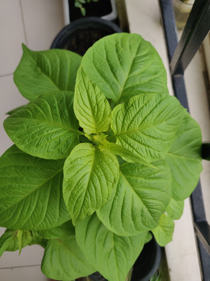 green_leaf_flower