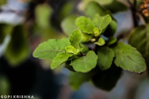 Go Green