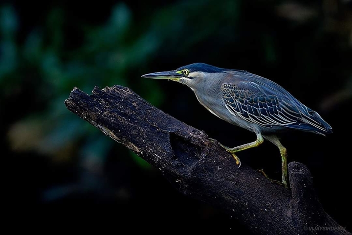 nature special