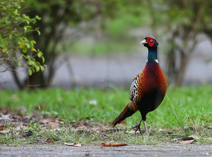 bird