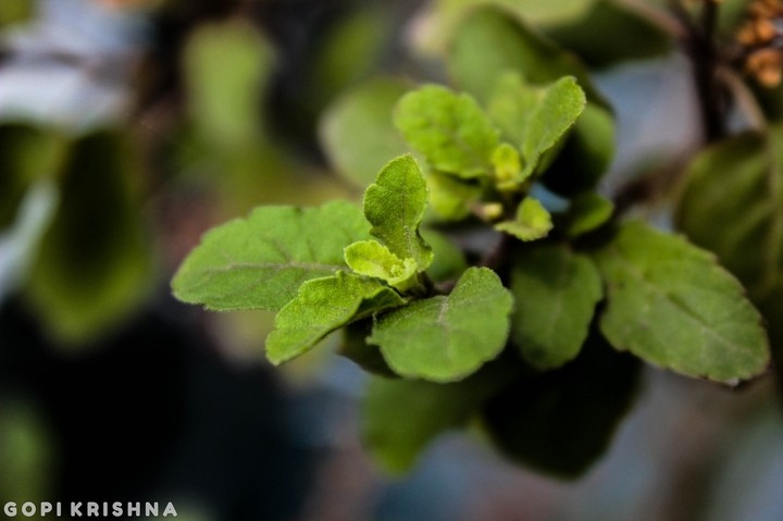 Go Green
