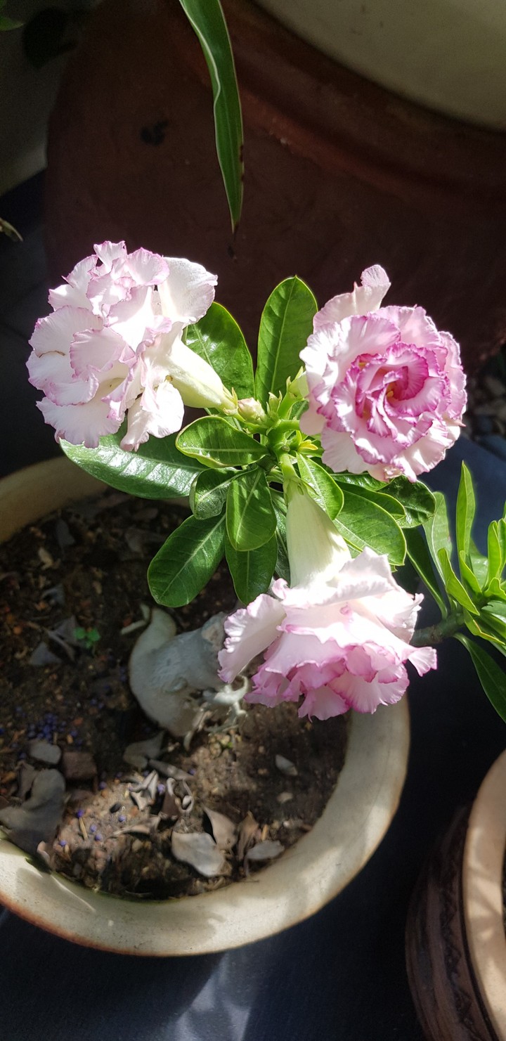 Soft Pink Adenium