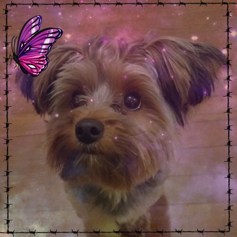 puppy