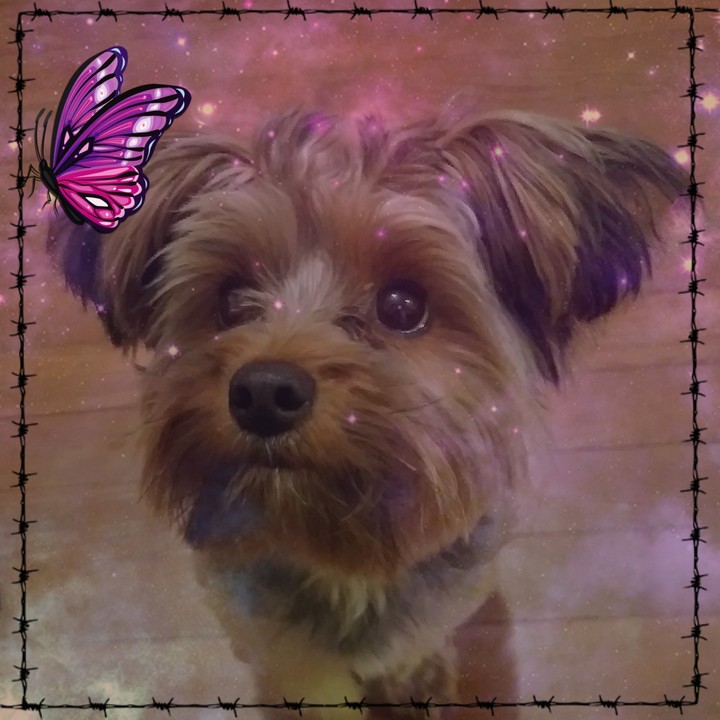 puppy