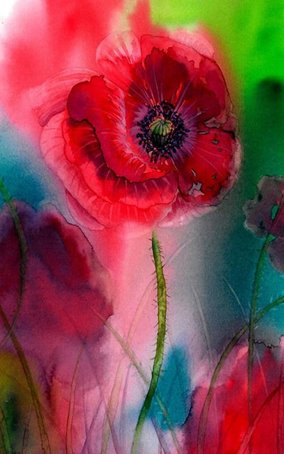 Mohnblume