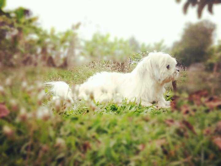 little dog