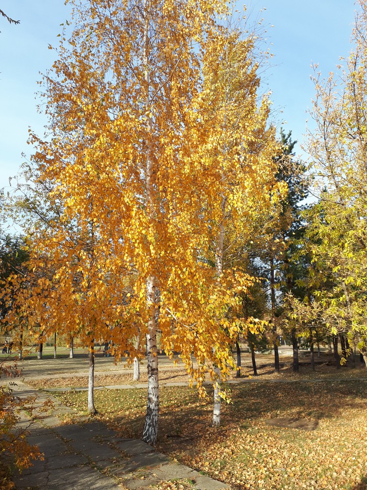 birch