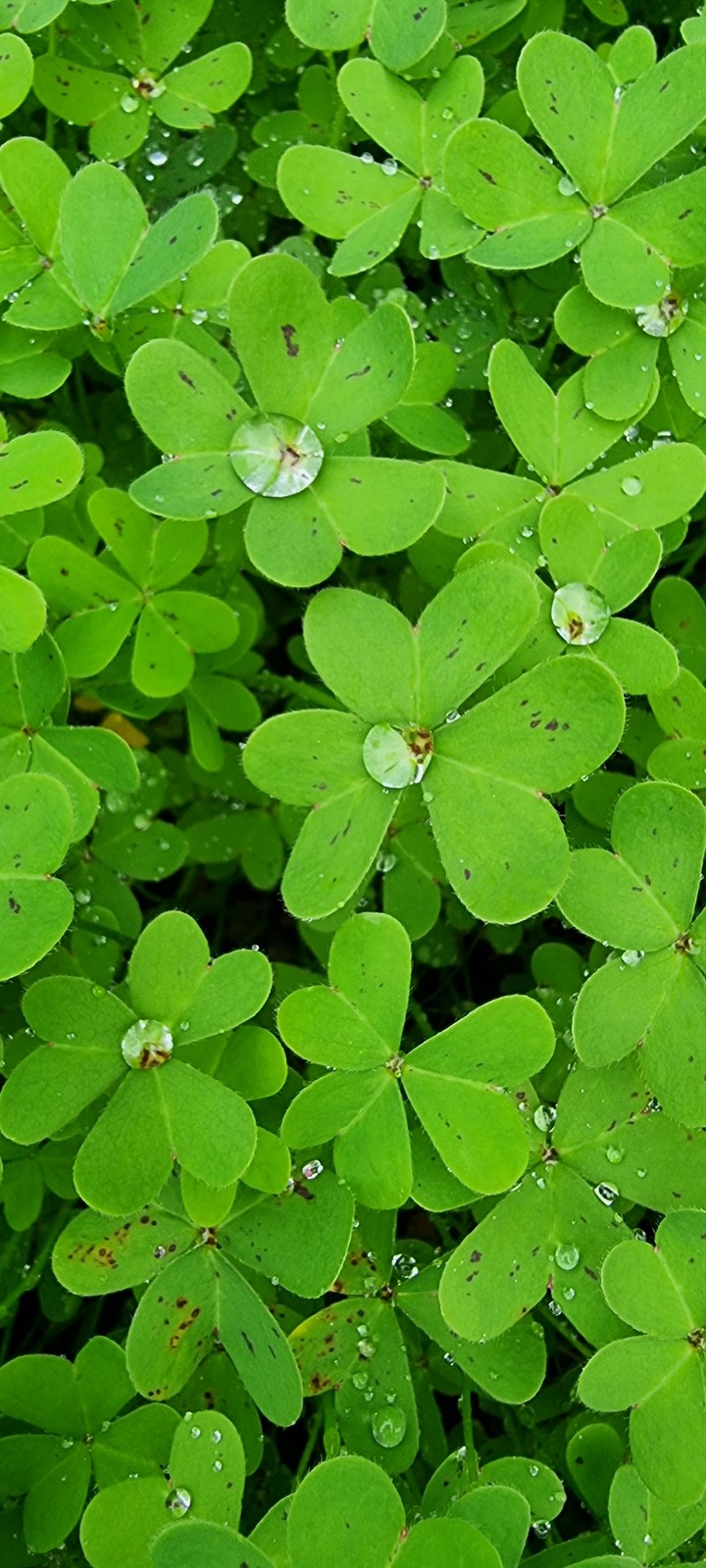 clover