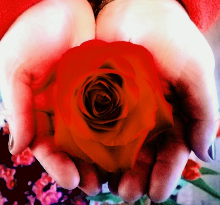 rose