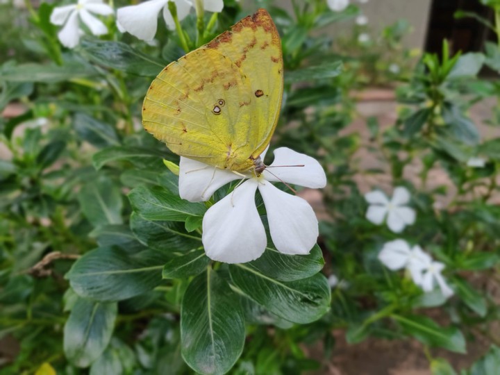 flutterby