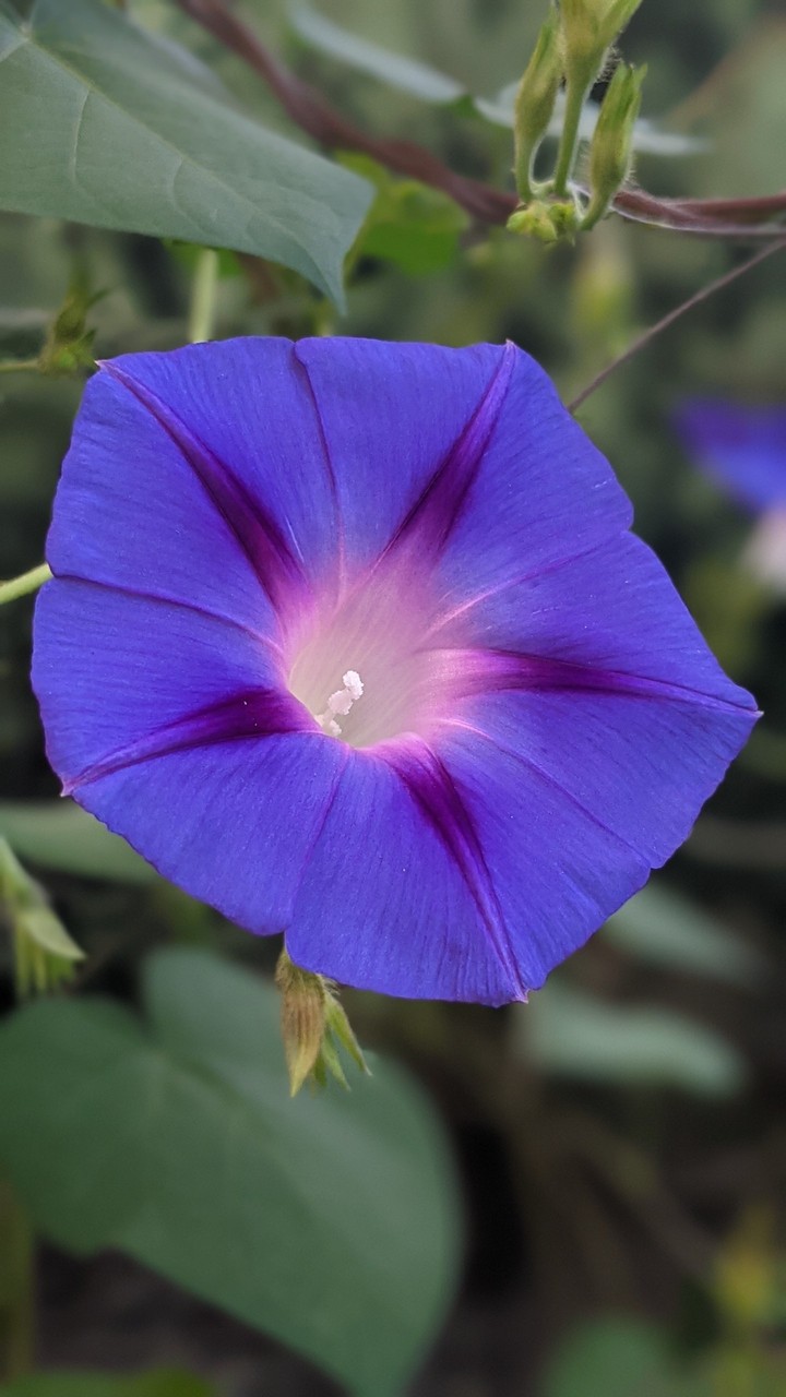 natura
