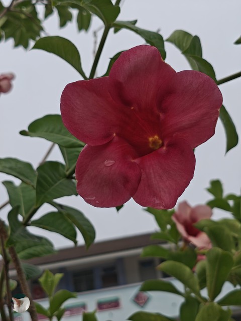 Plant_stem, Perennial_plant, Pedicel