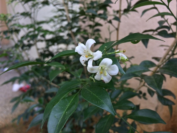Unknown Flower