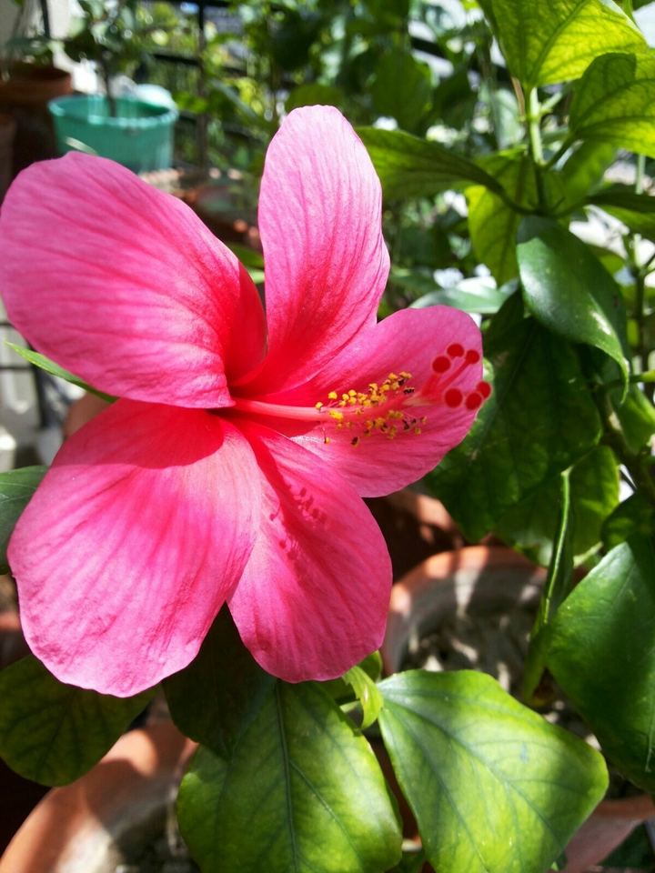 hibiscus