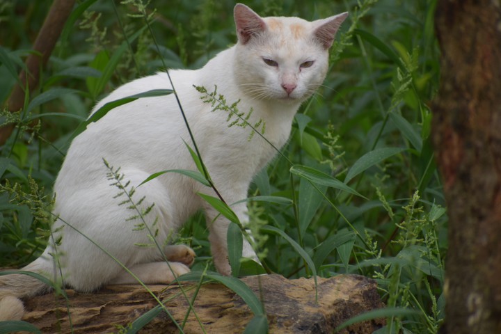 wild cat