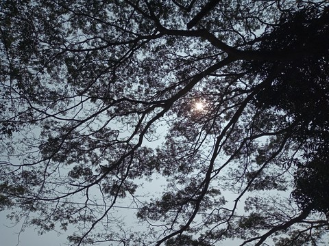 peeping Sun