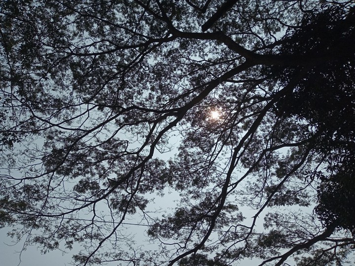 peeping Sun