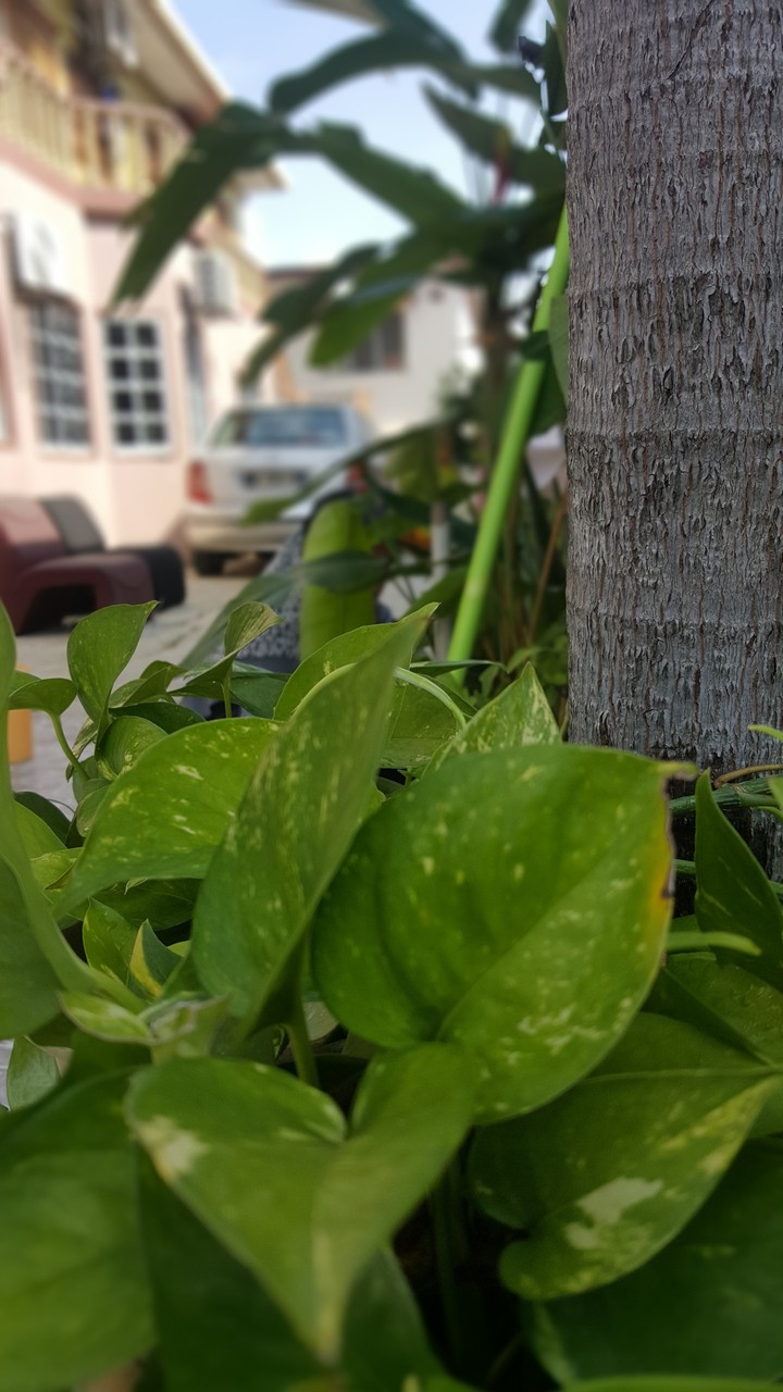 perfect focus camera
