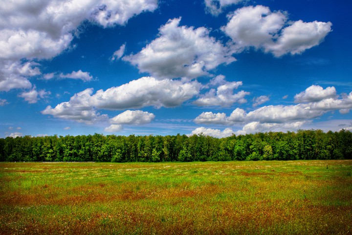 Forest