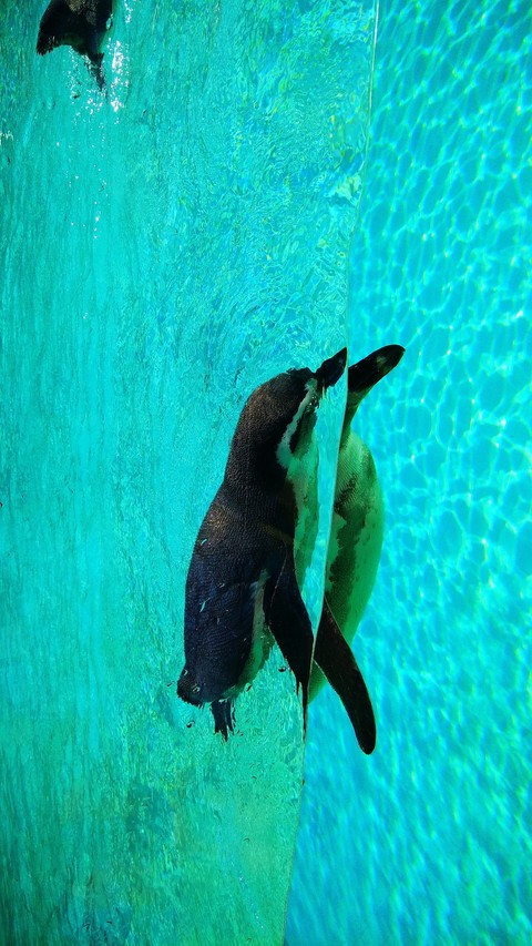 penguin